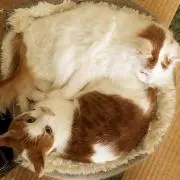 おんくんの画像