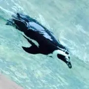 ペンギン
