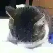 ダイの画像