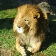 らいおん丸の画像