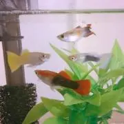 ☆さこ☆