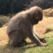 pon