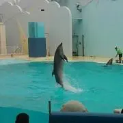 RhKの画像