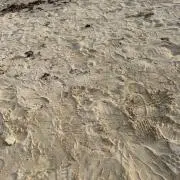 りーの画像