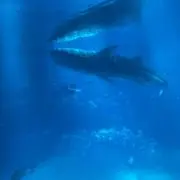 tksloの画像