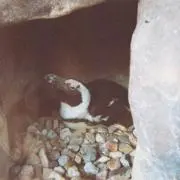saeの画像