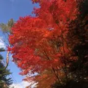 pokorin 『お値引き交渉、大歓迎』の画像