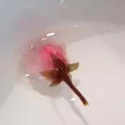 anoの画像