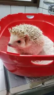 ＊＊くるみ＊＊の画像