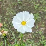 てゃの画像