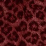 555の画像