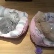 ネコまま