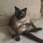 iの画像