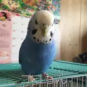 チェス