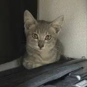 ひなの画像