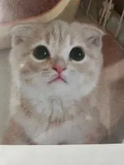 CoCoの画像