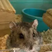 だいきの画像