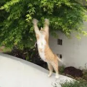 こちょの画像