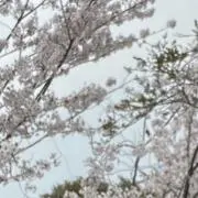 はな☆の画像
