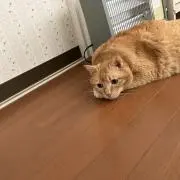 かしわもち
