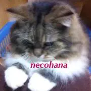 necohana@プロフ見てね