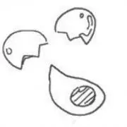 からの画像