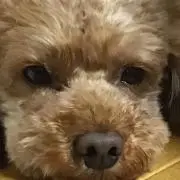 スマイルの画像