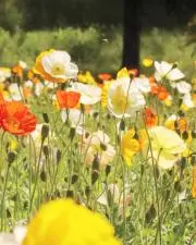 ＊なの＊プロフ必読の画像