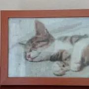ぽんちゃんの画像