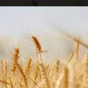 麦の画像
