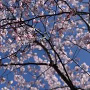 花（プロフ必読）の画像