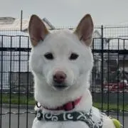 chonの画像