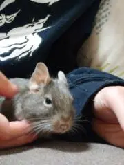 まるいの画像
