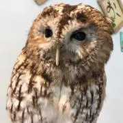 ちー※プロフ必須の画像