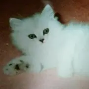 abioの画像