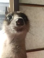 ゆきうさぎの画像