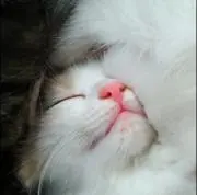 ゆゆの画像