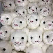 Moguの画像