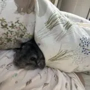 ワカ