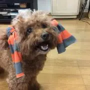 ジャッカルの画像