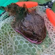 どこにしの画像