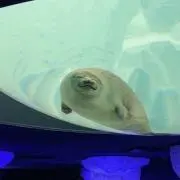 わたわたの画像