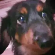 mayachiiin