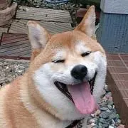 いくらちゃん