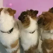 ちぃ