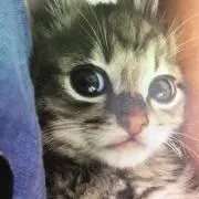 キンちゃん　入院中につき停止させて下さいの画像