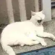 アウトバーン　プロフ必読の画像