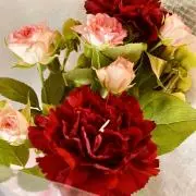 はなちゃん フォローでお値引き頑張ります