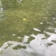 さかなの画像