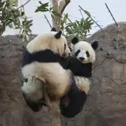 ぺぺの画像